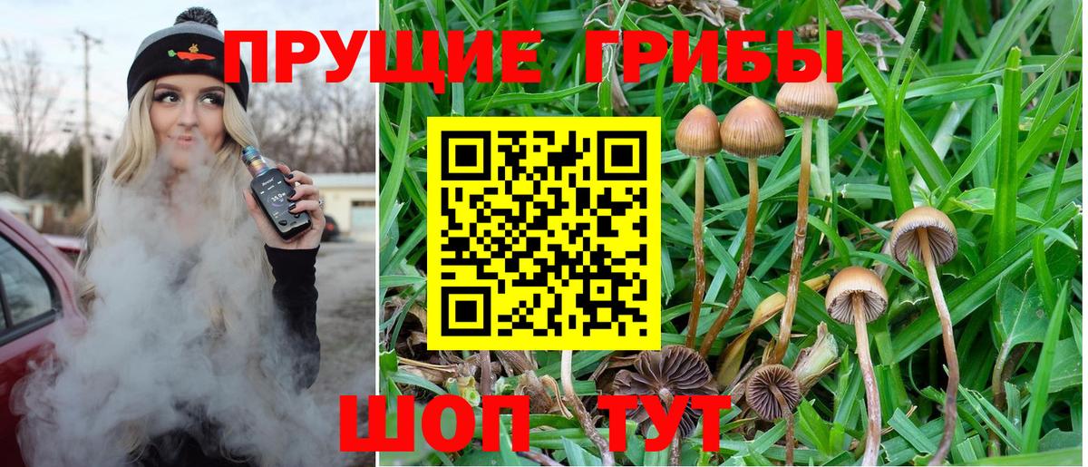 Галлюциногенные грибы Psilocybine cubensis Всеволожск